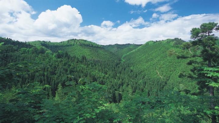 Mitsui's Forests