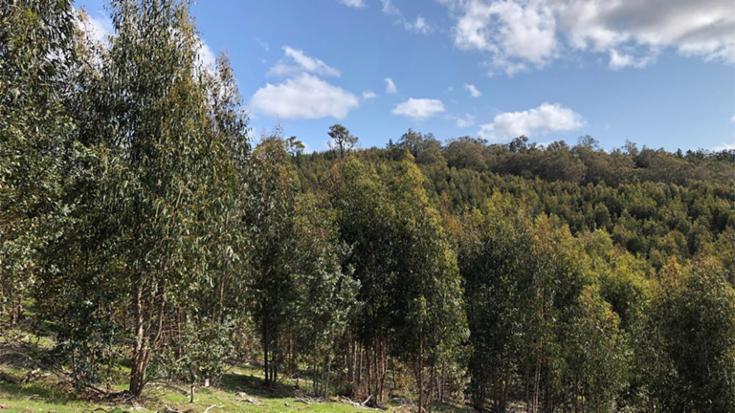 Afforestation asset managed by New Forests in Australia.
